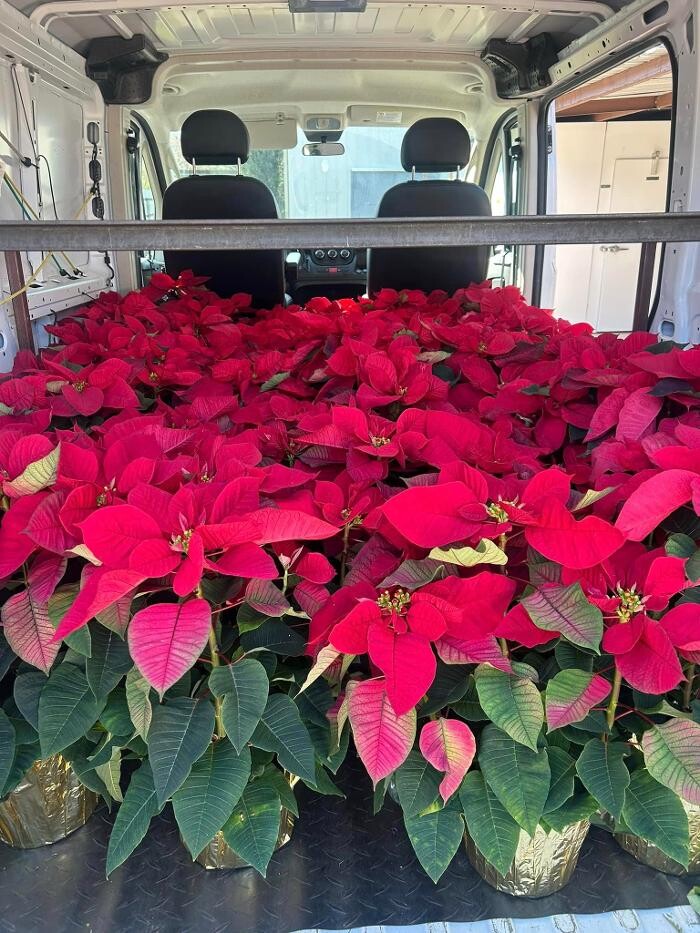 Images House of Flowers