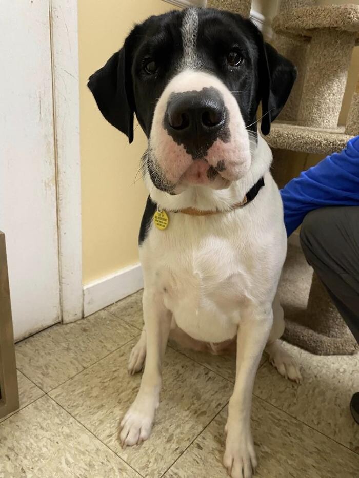 Images Brookhill Animal Hospital