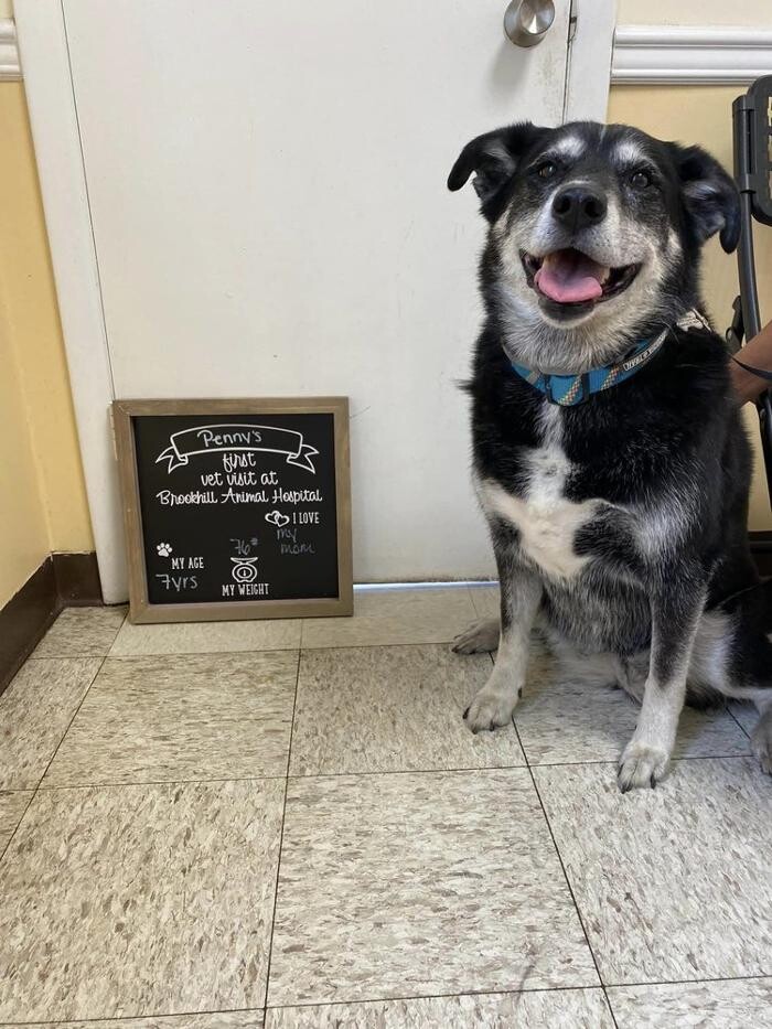 Images Brookhill Animal Hospital