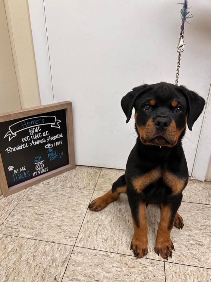 Images Brookhill Animal Hospital
