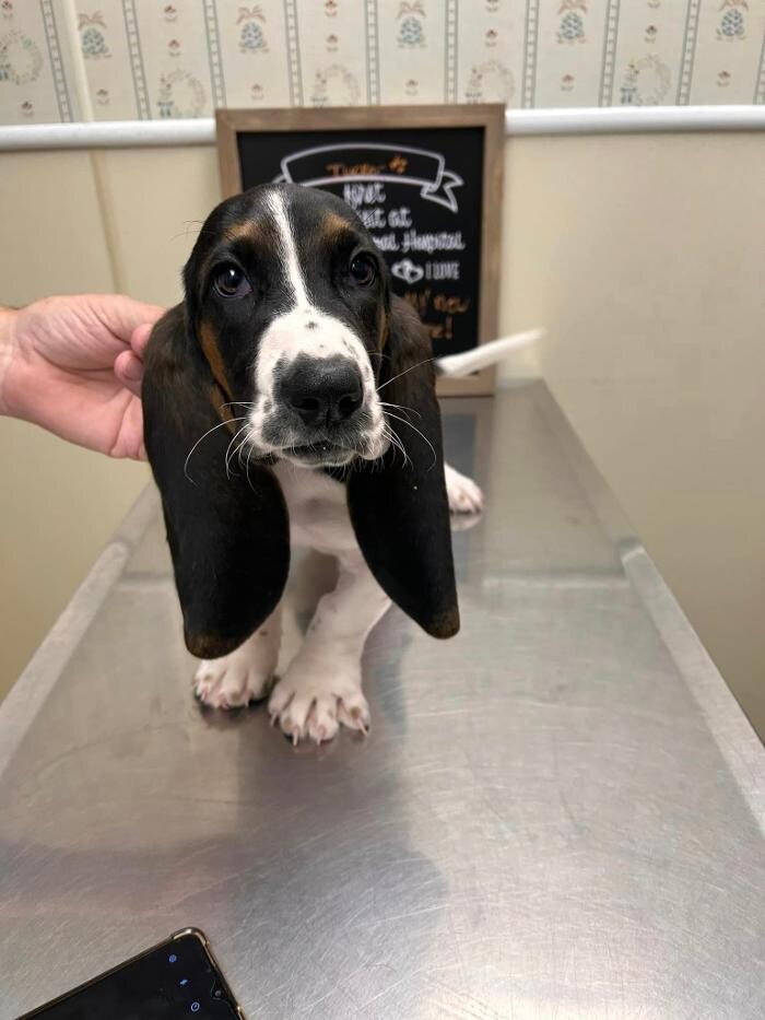 Images Brookhill Animal Hospital