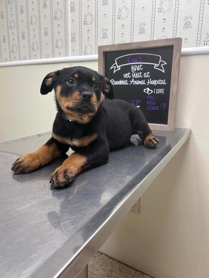 Images Brookhill Animal Hospital