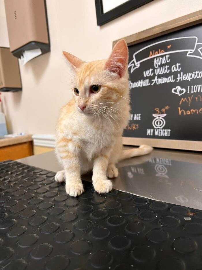 Images Brookhill Animal Hospital