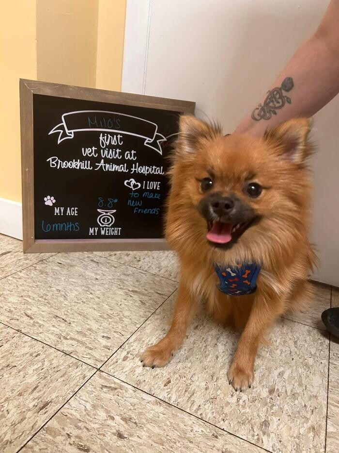 Images Brookhill Animal Hospital