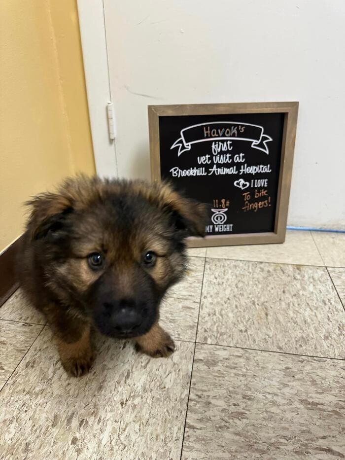 Images Brookhill Animal Hospital