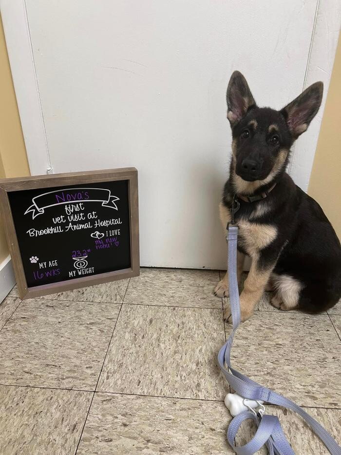 Images Brookhill Animal Hospital