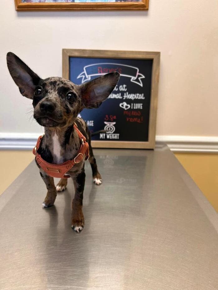 Images Brookhill Animal Hospital
