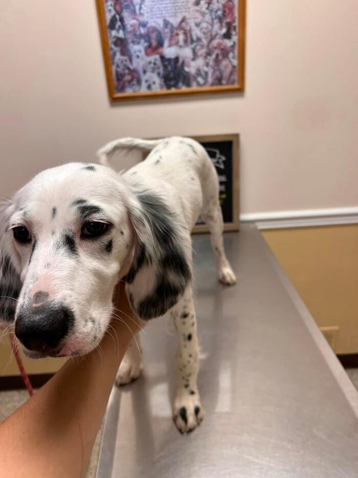 Images Brookhill Animal Hospital
