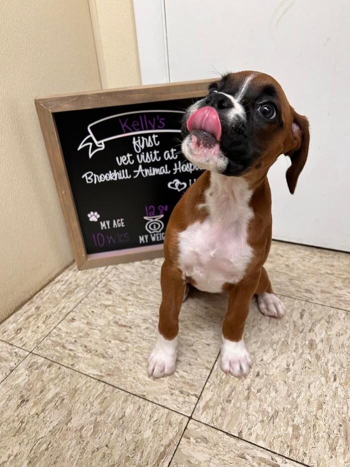 Images Brookhill Animal Hospital