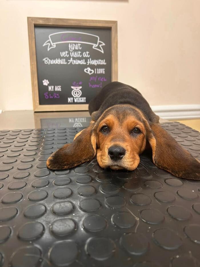 Images Brookhill Animal Hospital