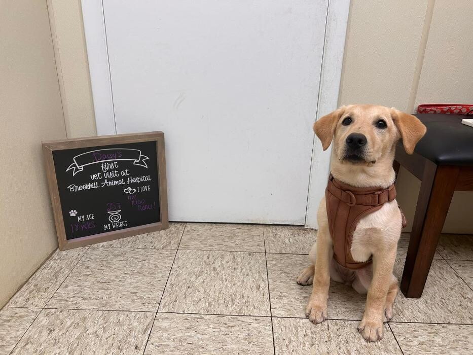 Images Brookhill Animal Hospital