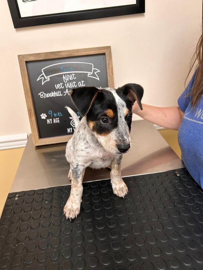 Images Brookhill Animal Hospital