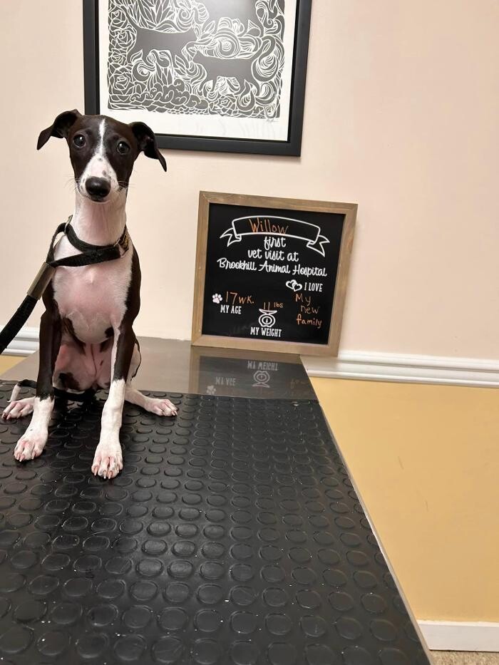 Images Brookhill Animal Hospital