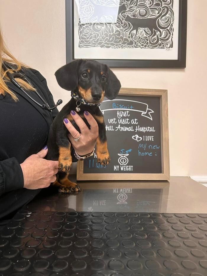 Images Brookhill Animal Hospital