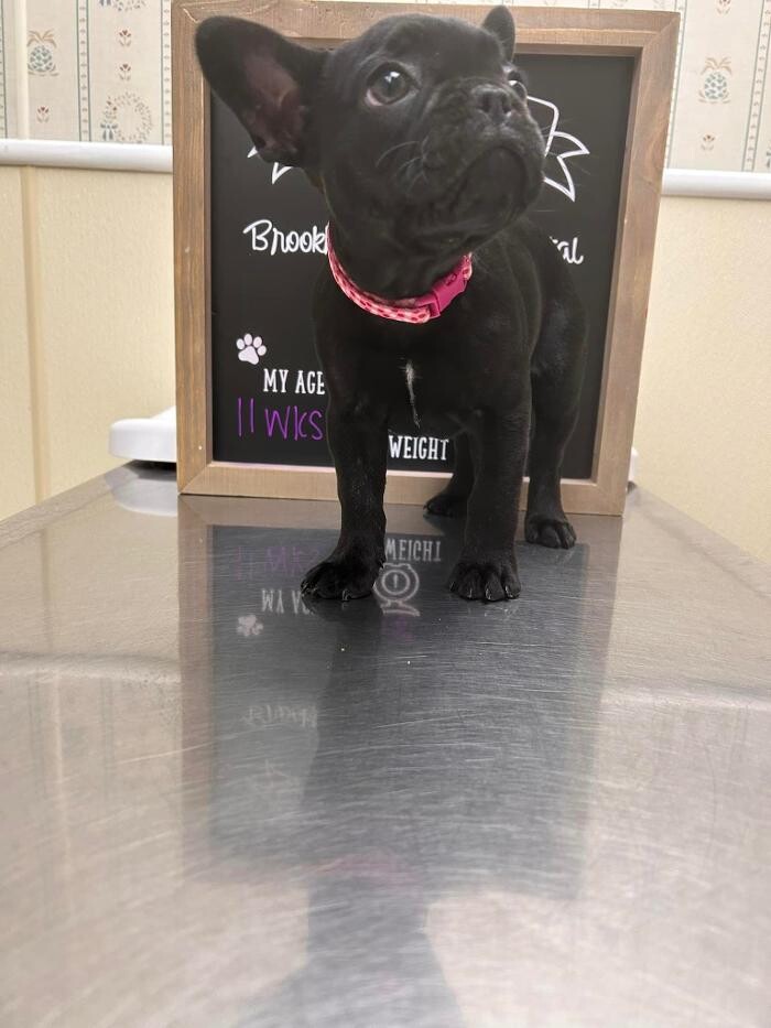 Images Brookhill Animal Hospital