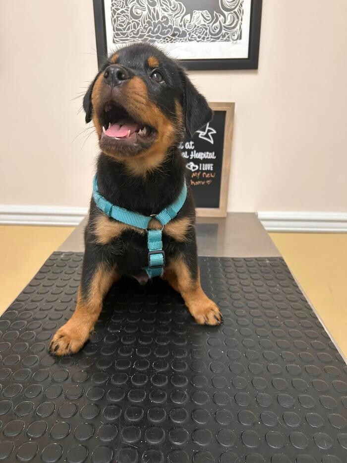 Images Brookhill Animal Hospital