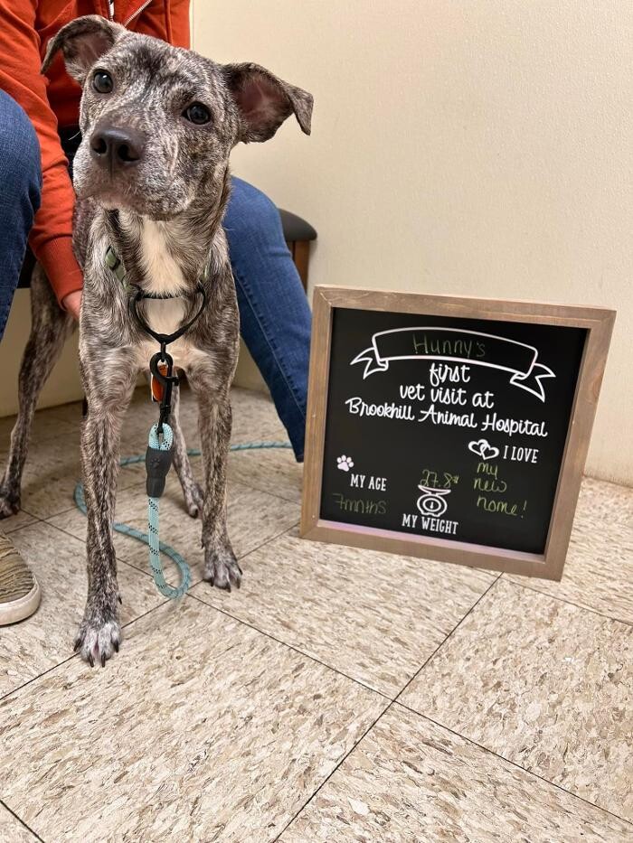 Images Brookhill Animal Hospital