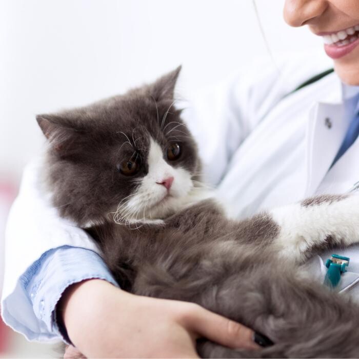 Images Brookhill Animal Hospital