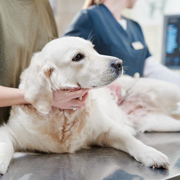 Images Brookhill Animal Hospital