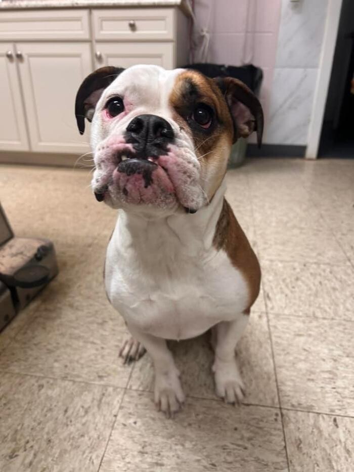 Images Brookhill Animal Hospital