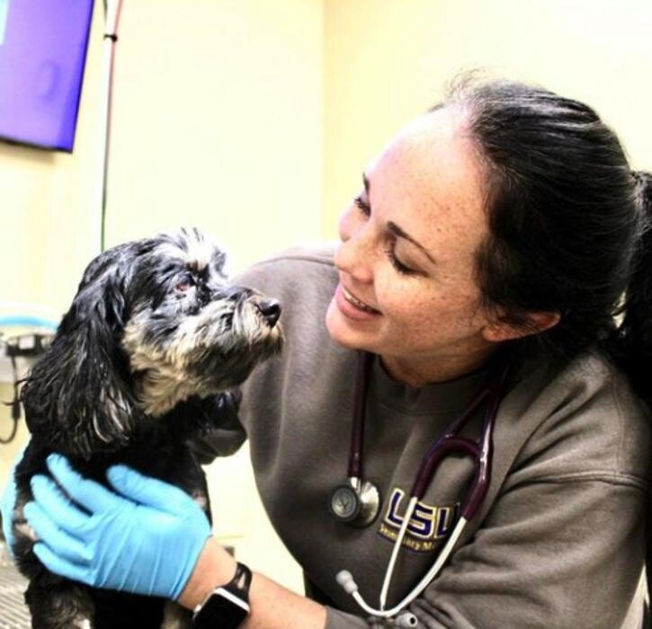 Images South Paws Veterinary Surgical Specialists