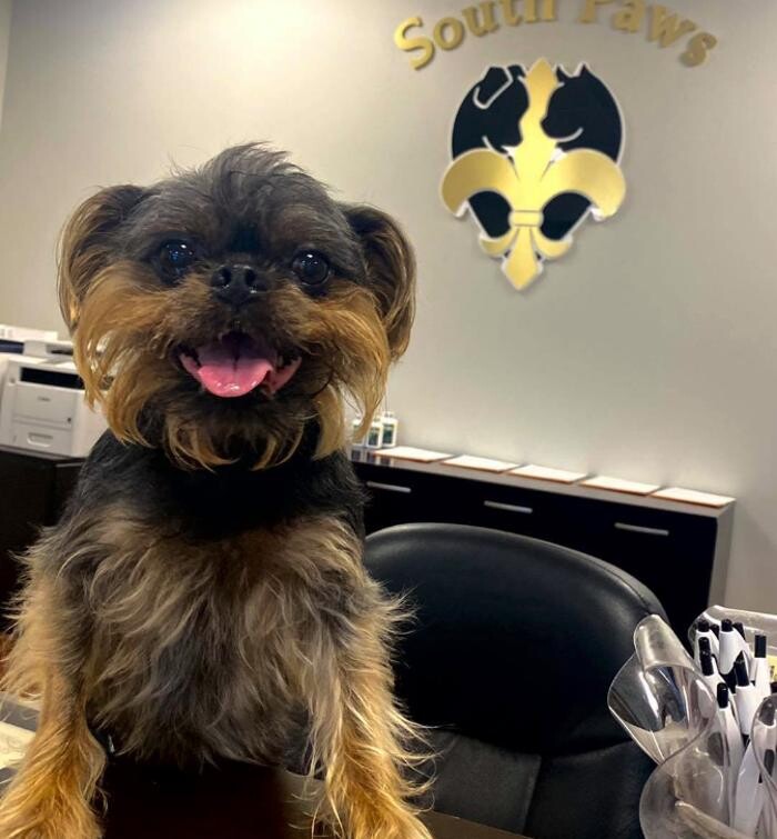 Images South Paws Veterinary Surgical Specialists