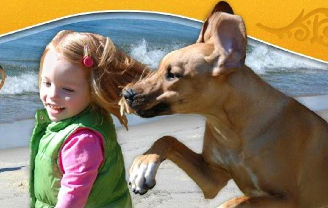 Images South Paws Veterinary Surgical Specialists