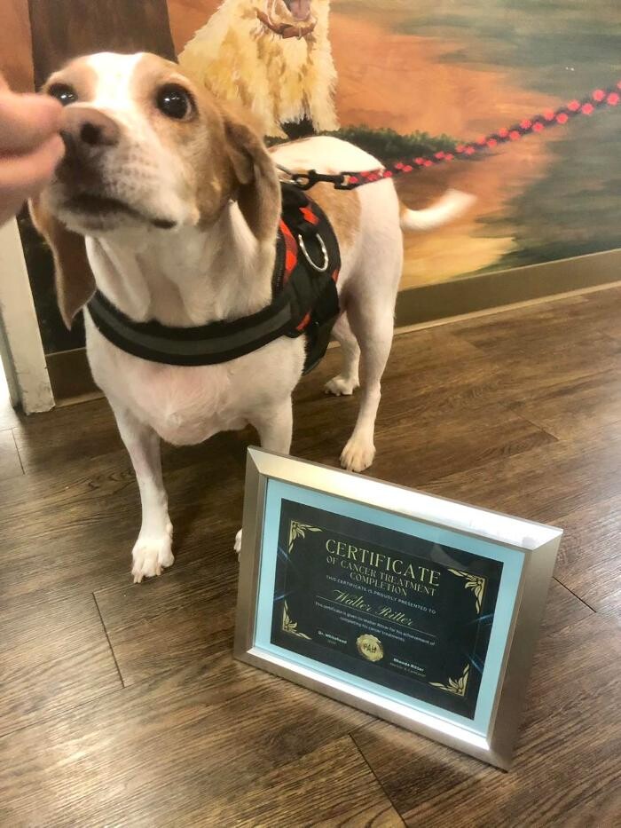 Images Pinetree Animal Hospital