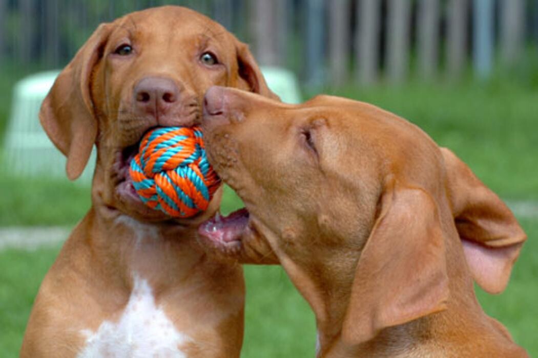 Images Carbon County Veterinary Hospital