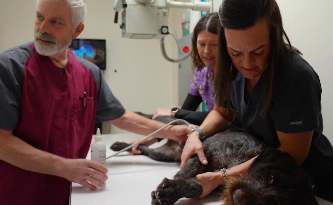 Images Carbon County Veterinary Hospital