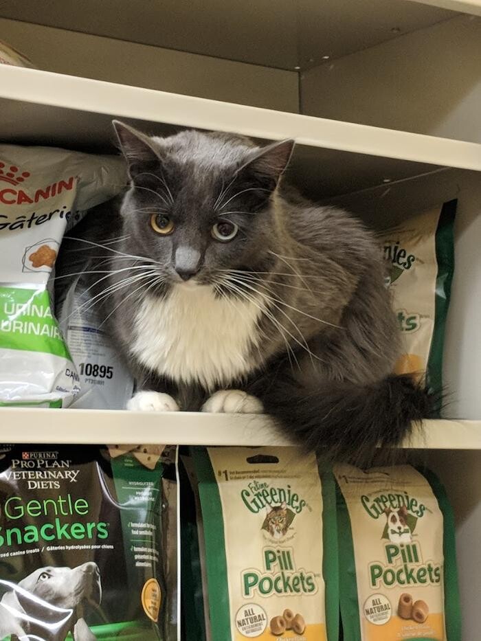 Images Southern Paws Animal Hospital
