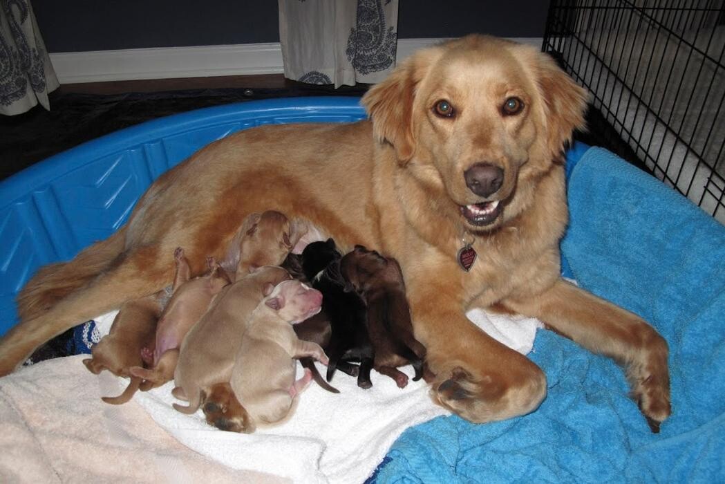 Images Southern Paws Animal Hospital