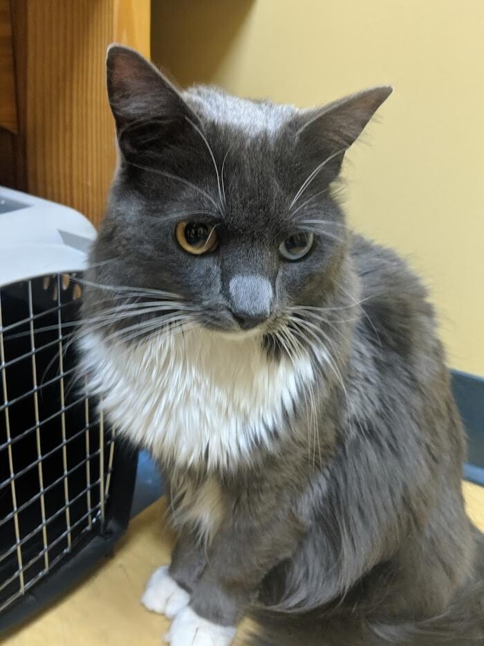 Images Southern Paws Animal Hospital
