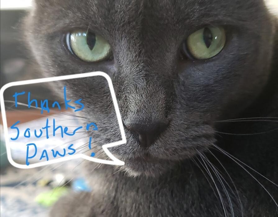 Images Southern Paws Animal Hospital