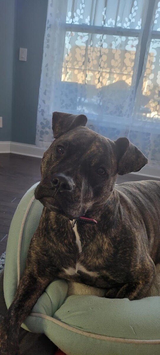 Images Southern Paws Animal Hospital
