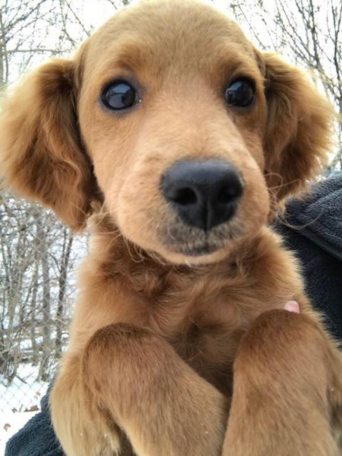 Images Gentle Doctor Animal Hospital
