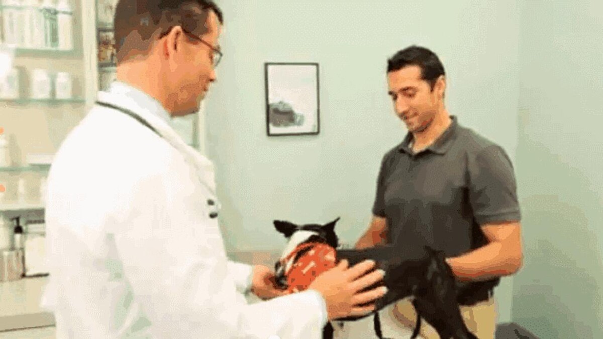 Images Gentle Doctor Animal Hospital