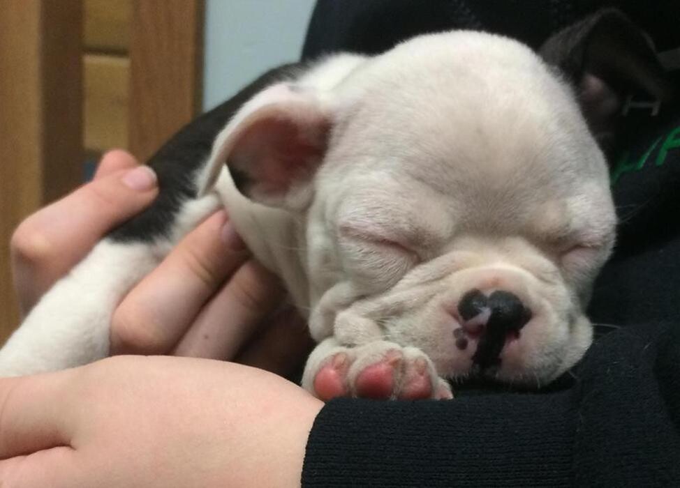Images Gentle Doctor Animal Hospital