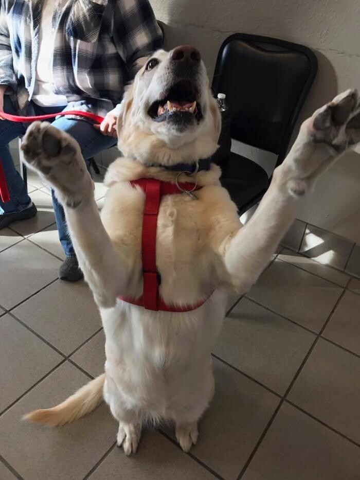 Images Gentle Doctor Animal Hospital