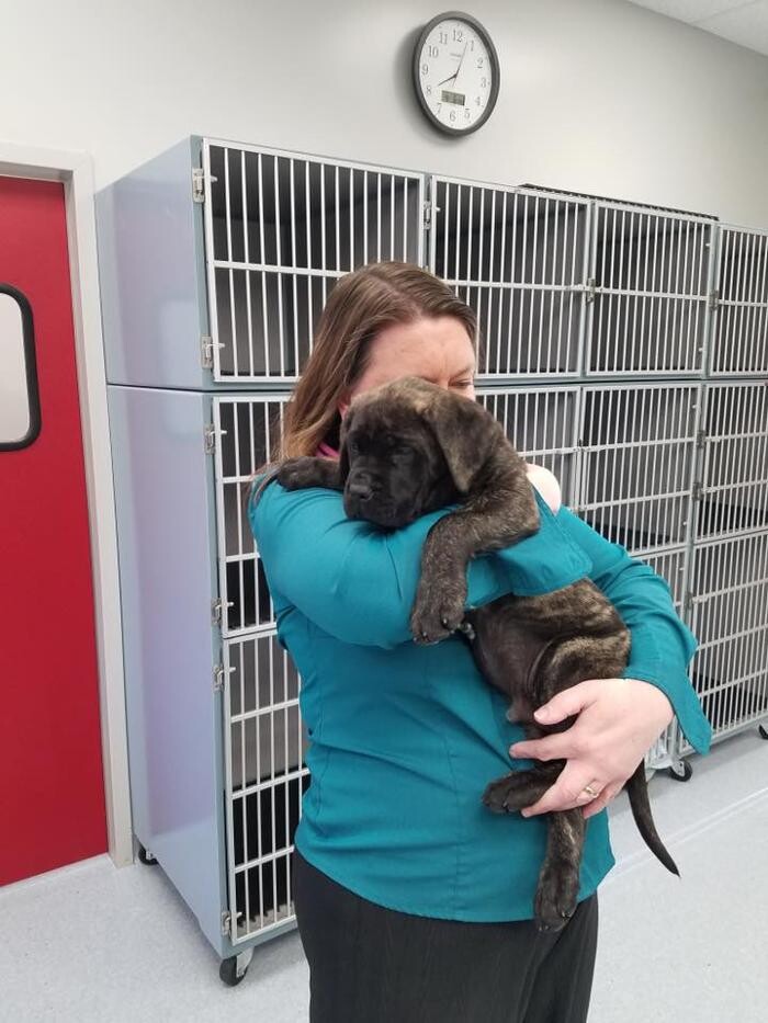 Images Gentle Doctor Animal Hospital