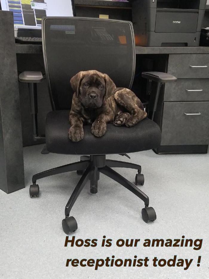Images Gentle Doctor Animal Hospital