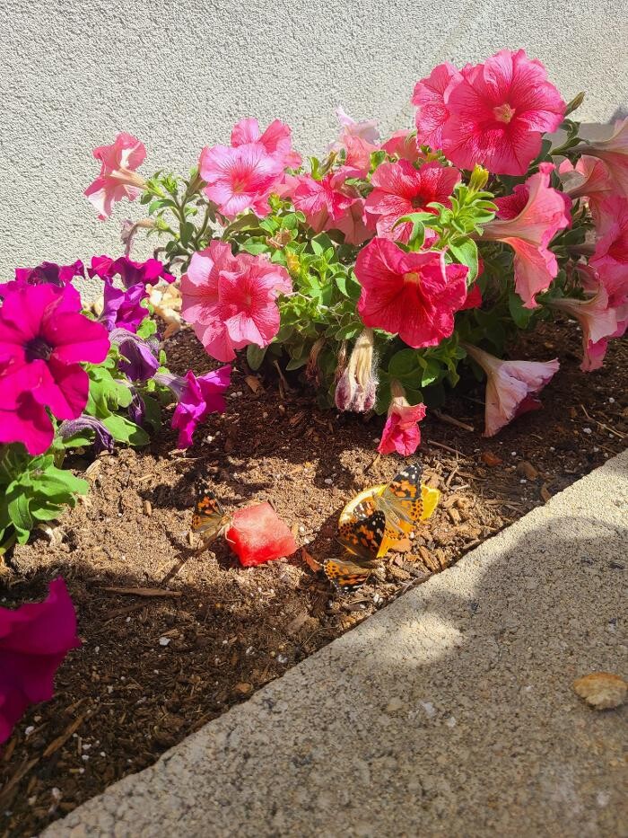 Images Kids Works, LLC