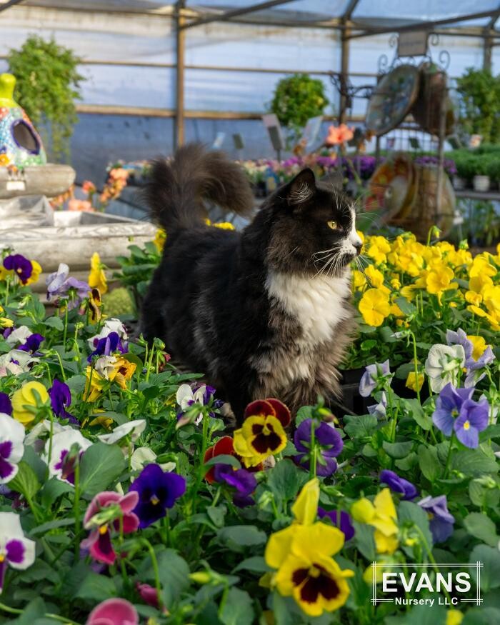 Images Evans Nursery LLC