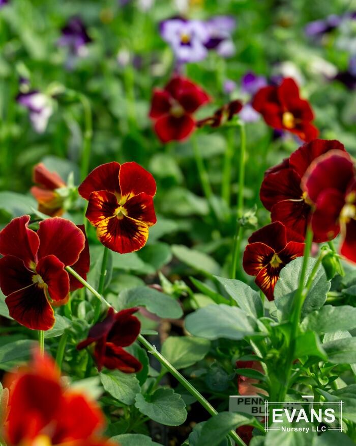 Images Evans Nursery LLC