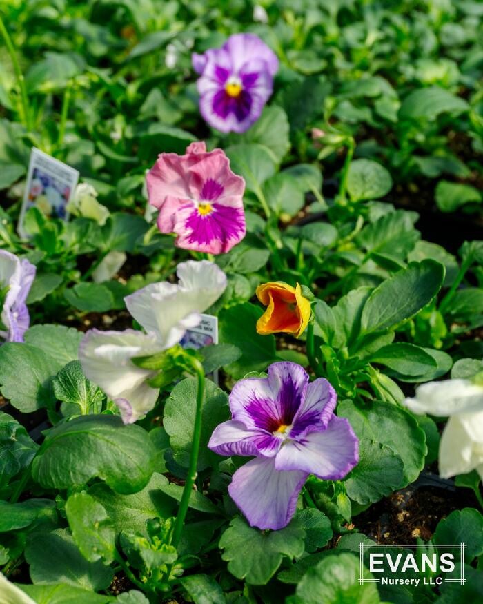 Images Evans Nursery LLC