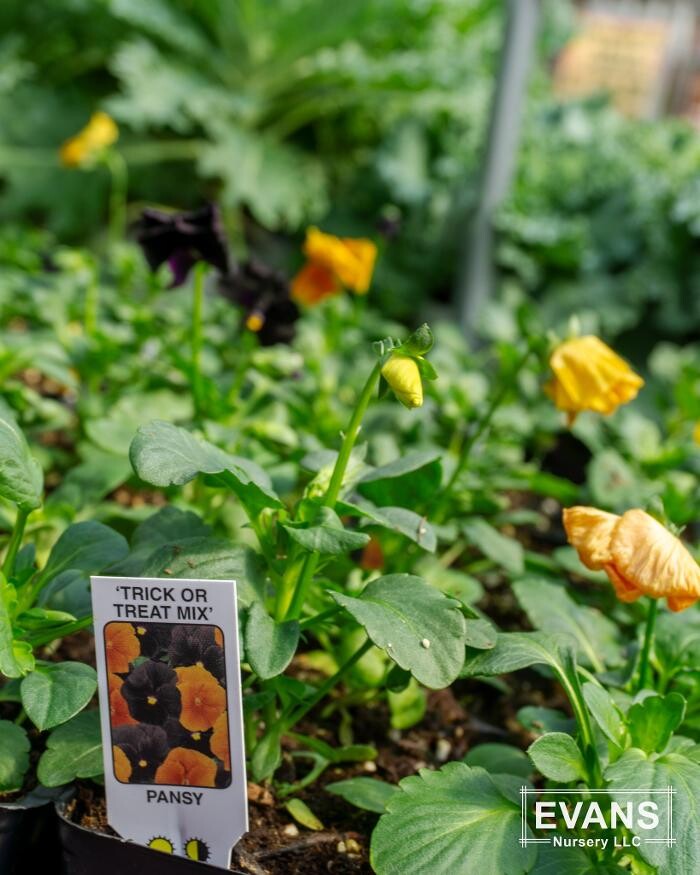 Images Evans Nursery LLC