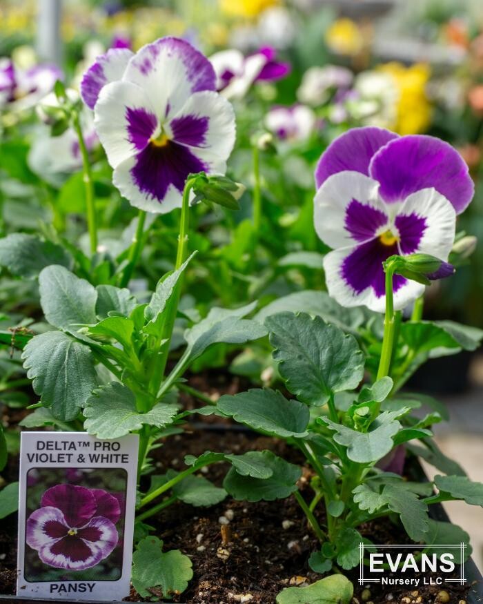 Images Evans Nursery LLC