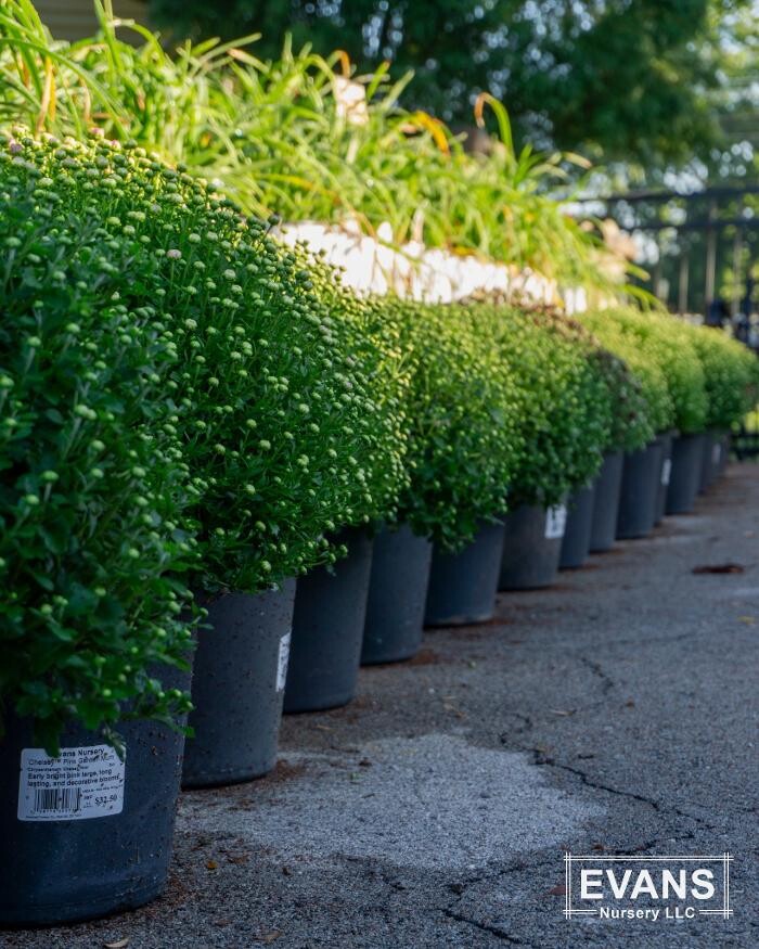 Images Evans Nursery LLC