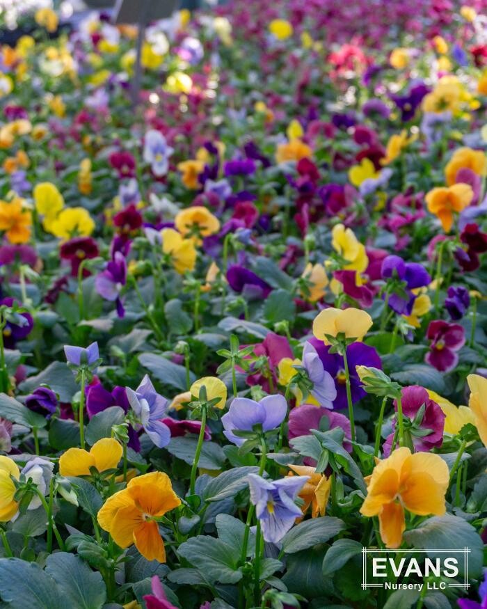 Images Evans Nursery LLC