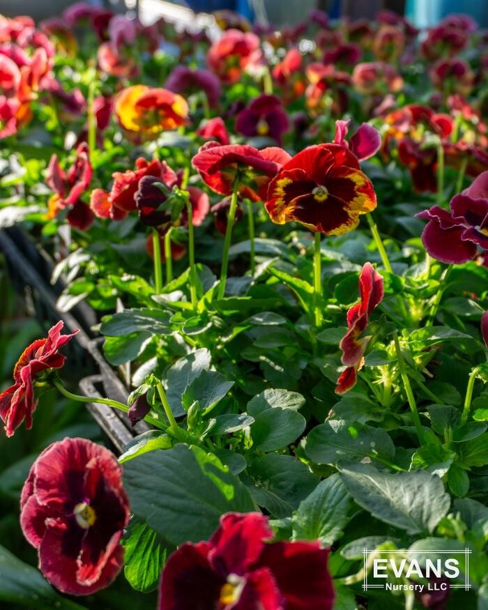 Images Evans Nursery LLC